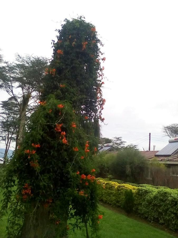 Hippo Safaris Resort Naivasha Buitenkant foto